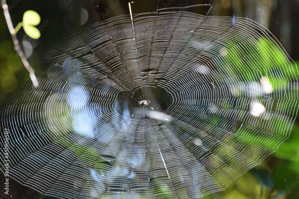 Poster orb weaver w web
