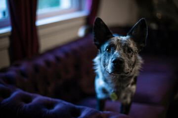 Adorable dog portrait in living room