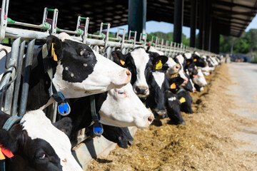 Fototapeta na wymiar Herd of cows standing in outdoor cowshed on dairy farm, eating hay on sunny summer day