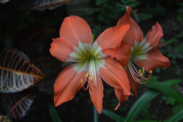 
close-up photo of amaryllis flowers