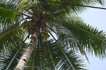 Obraz premium coconut tree photographed from below
