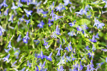 Bright, summer floral background of small blue flowers.