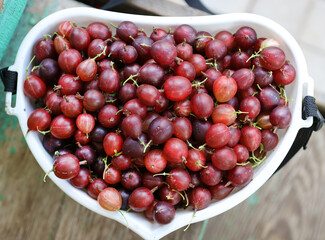 bucket of red gooseberries