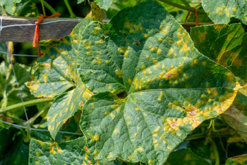Cucumber leaves infected by downy mildew (Pseudoperonospora cubensis) in the garden. Cucurbits disease.