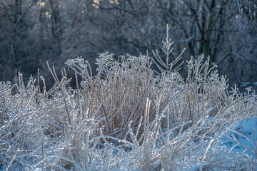 Dry grass blades, encased in ice