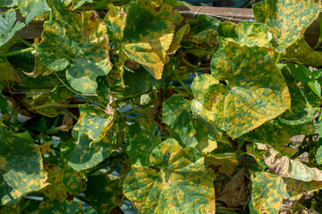 Cucumber leaves infected by downy mildew (Pseudoperonospora cubensis) in the garden. Cucurbits...