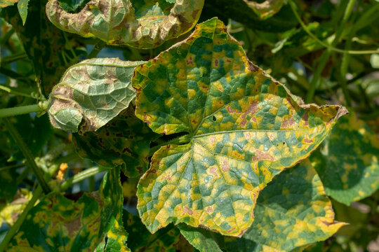 Cucumber leaves infected by downy mildew (Pseudoperonospora cubensis) in the garden. Cucurbits disease.