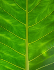 vibrant green leaf closeup, background texture, symmetrical wallpaper backdrop