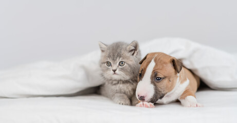 Miniature Bull Terrier puppy and tiny kitten sit together under warm blanket on a bed at home. Empty space for text