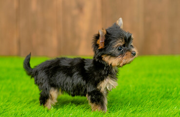Tiny yorkshire terrier puppy stands in profile on green summer grass