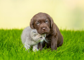 Gentle Chocolate Labrador Retriever puppy fondling  kitten on green summer grass