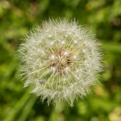 a single dandelion with background of blurred grass