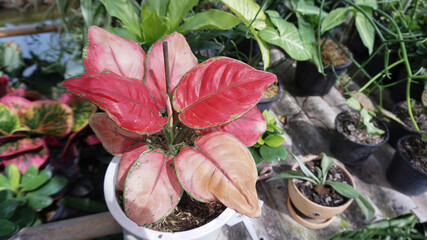 The beautiful red-pink Kanchana glass is an ornamental plant and is a popular auspicious plant in Thailand.