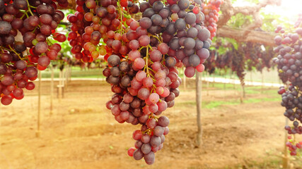 Red ripe grapes in the garden 