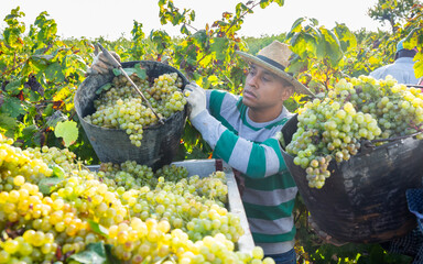 Naklejka na ściany i meble Hispanic farm worker busy in vineyard during autumn harvest, loading freshly picked grapes in truck.