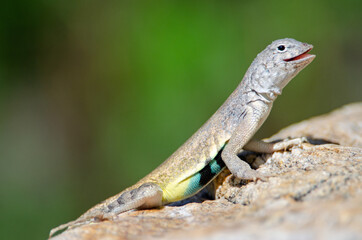 Zebra-tailed Lizard (Callisaurus draconoides)