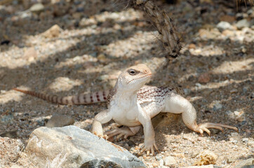 Desert Iguana (Dipsosaurus dorsalis)
