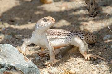 Desert Iguana (Dipsosaurus dorsalis)