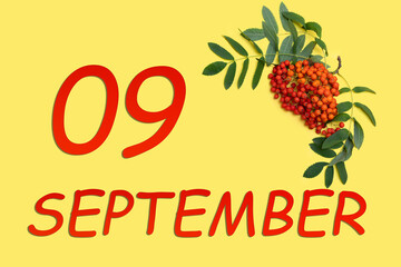 Rowan branch with red and orange berries and green leaves and date of 9 september on a yellow...