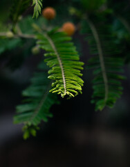 Hoja verde con ambiente de selva