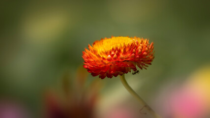 Close up shot of Dahlia flower