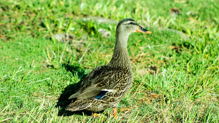 duck on the grass