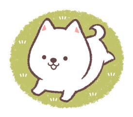 正面の走る白柴犬と芝生