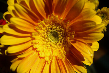 Yellow Gerbera Flower