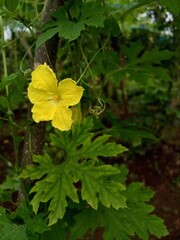 Bitter gourd vines have yellow flowers