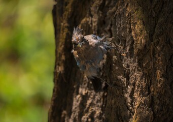 This image features a wild steller's jay (Cyanocitta stelleri) bird on a tree looking towards the camera as it's feathers blow in the wind. 