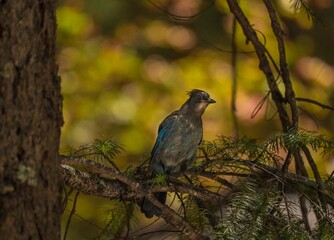 This image shows a blule wild steller's jay (Cyanocitta stelleri) bird perched on a Yosemite forest tree branch.