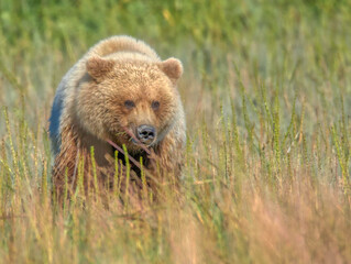 Obraz premium Alaskan Coastal Brown Bear