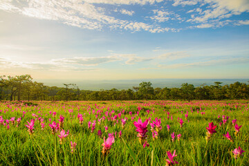 Beautiful landscape pink flower with grass and sun.