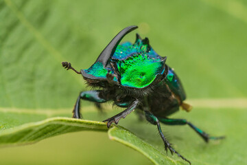 Rhinoceros-horned scarab beetle in Jocotepec, Jalisco, Mexico - obrazy, fototapety, plakaty