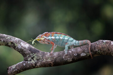 A Panther Chameleon as a natural predator ready to strike an insect as their prey.