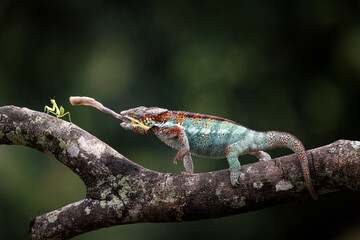 A Panther Chameleon as a natural predator ready to strike an insect as their prey.