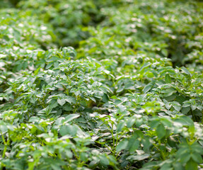 Rows of potatoes in the home garden. Preparation for harvesting. potato plants in rows on a kitchen garden farm springtime with sunshine. Green field of potato crops in a row. Growing of potato.