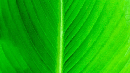 Naturalne tło szczegółu soczystych jasnych zielonych liści. Tekstura Tekstura niewyraźnych żyłek liści. 