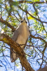 Black-crowned night heron (Nycticorax nycticorax) sits on a tree.  