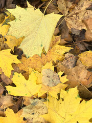 A carpet of autumn leaves in a city park. Close-up shot.