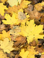 A carpet of autumn leaves in a city park. Close-up shot.