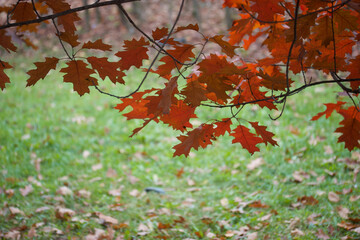 Autumn leaves of canadian oak on the tree. Red Oak in autumn. The background is blurred. Shot with a big shot.