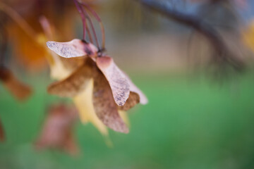 Autumn leaves of canadian oak on the tree. Red Oak in autumn. The background is blurred. Shot with a big shot.