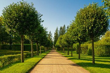 Fototapeta na wymiar Maple alley in french garden in public landscape city park. Sunny day beautiful crowns of trees stand in a row