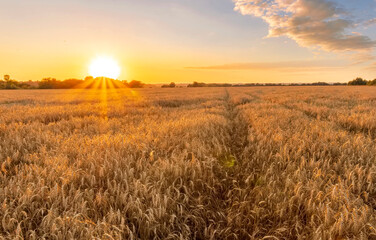 Obraz premium Scenic view at beautiful summer sunset in a wheaten shiny field with golden wheat and sun rays, deep blue cloudy sky, road and rows leading far away, valley landscape