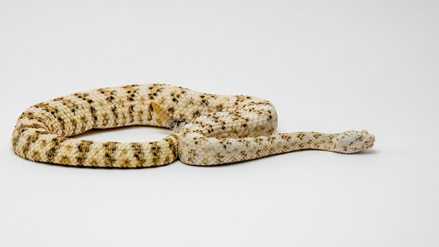 White Speckled Rattlesnake Isolated on a White Background