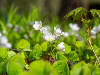 Close-up of a white Oxalis flower blooming in spring in the park. Green leaves, blurred background. Selective Focus