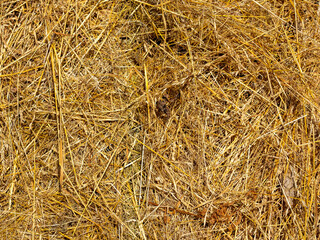 Close-up of the collected yellow hay. Texture, background. Animal feed