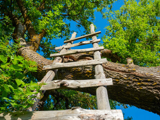 Close-up of a wooden staircase leading up to an old tall tree. Bottom view. Rural area © Sergey