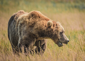 Alaskan Coastal Brown Bear